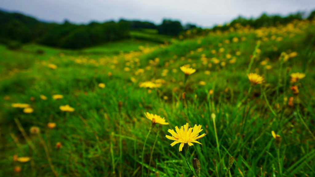 flowers in a field