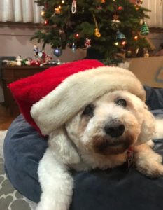 dog wearing santa hat