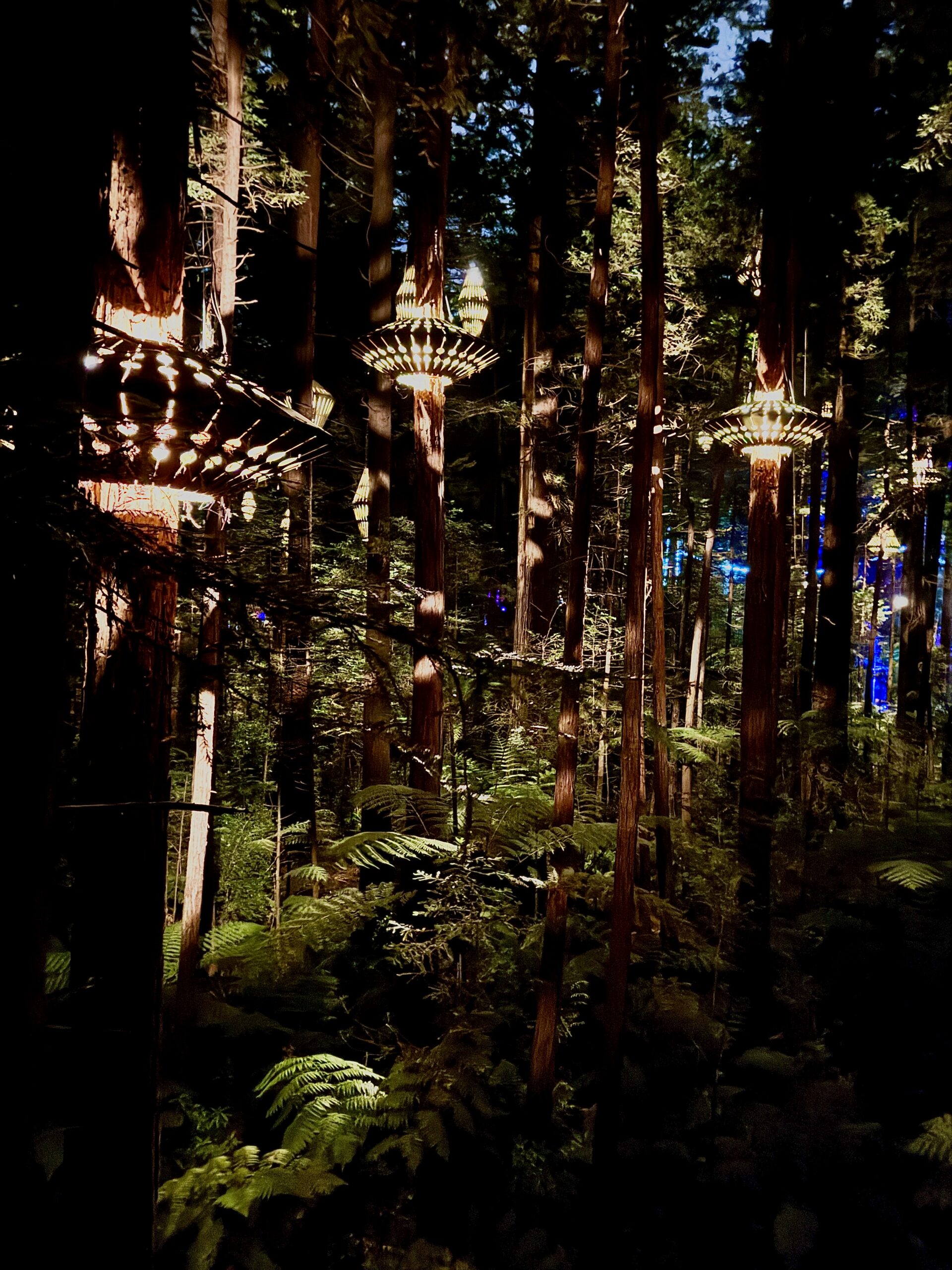 redwoods treewalk lanterns