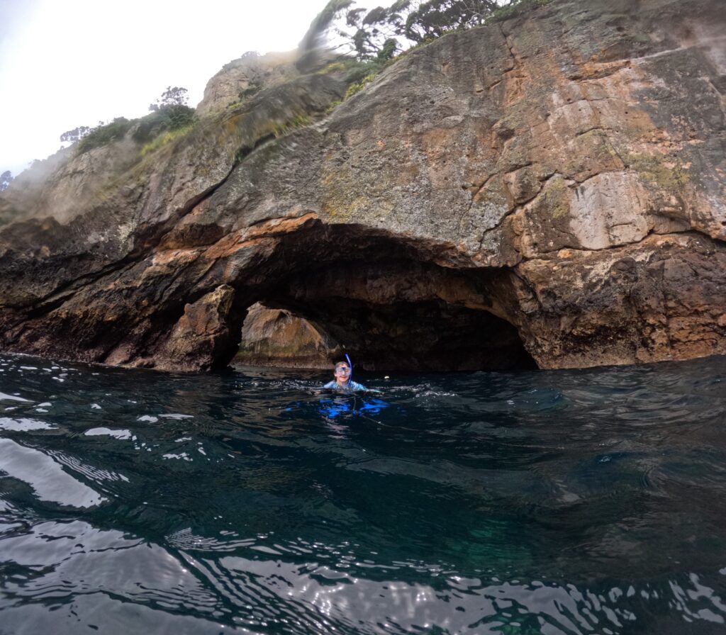 snorkeling around Poor Knights Islands