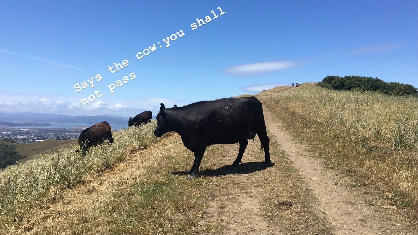 cow in the trail