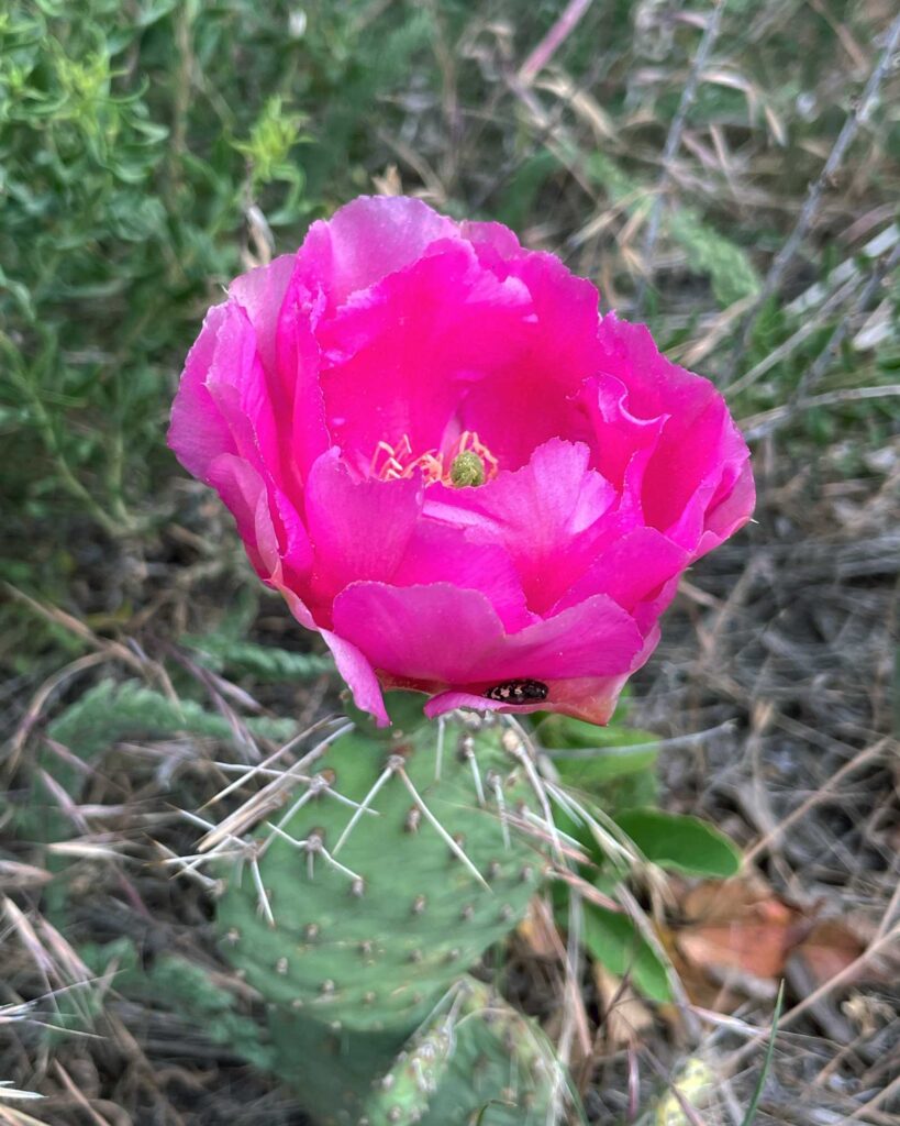 cactus flower park city