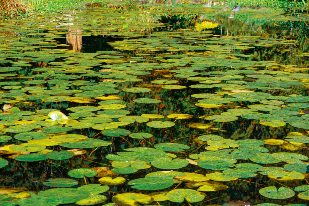 lilly pads pond