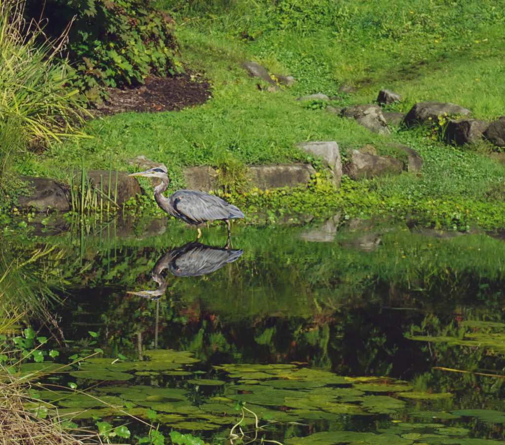 washington park pond