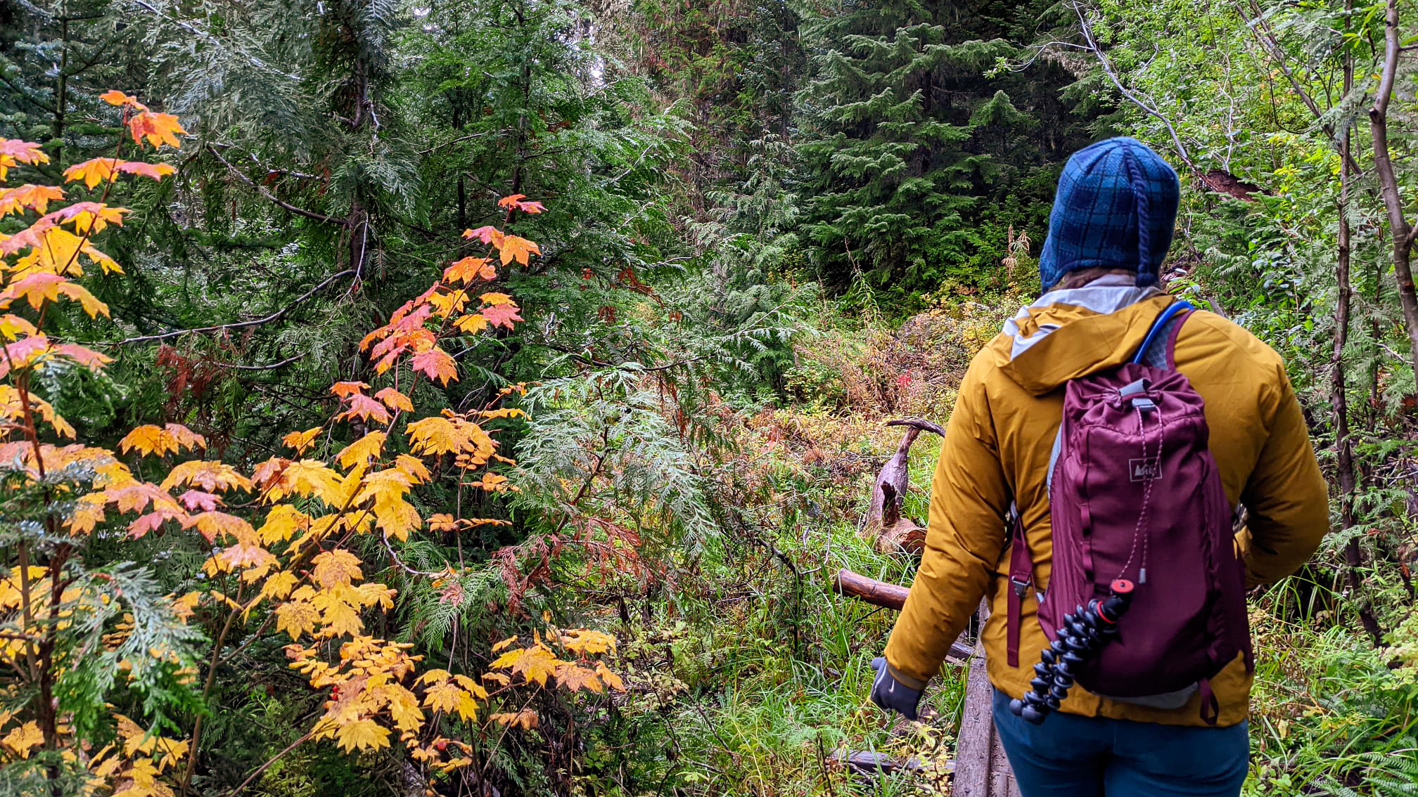 hike fall colors seattle