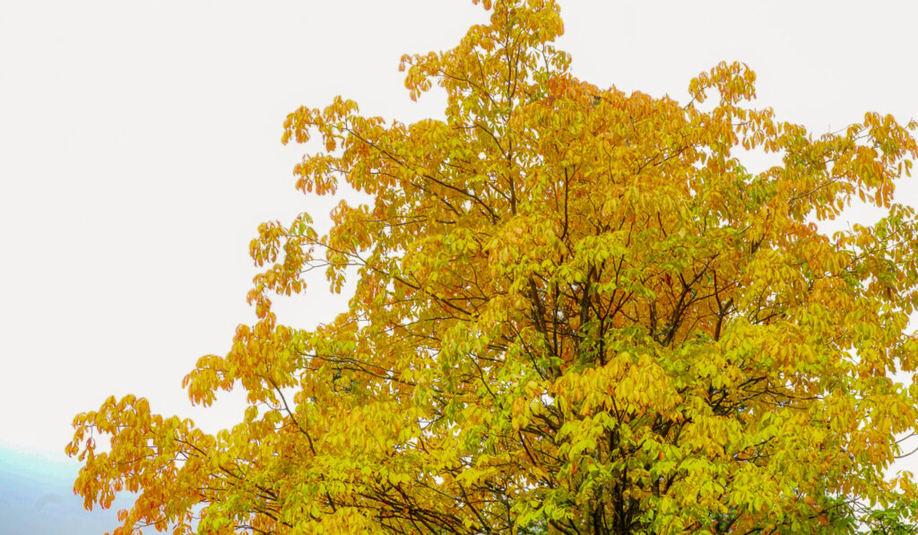 fall colors in seattle